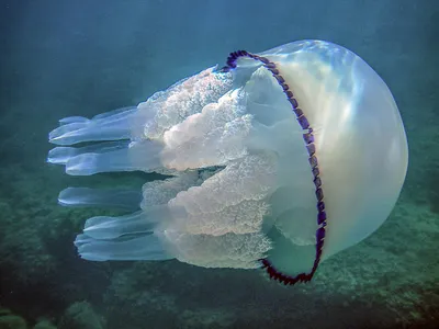 Медузы в Солнечном Береге - Солнечный Берег