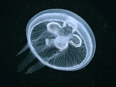 черноморские медузы | Instagram