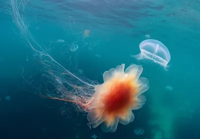 Акулы и медузы в средиземном море - 65 фото