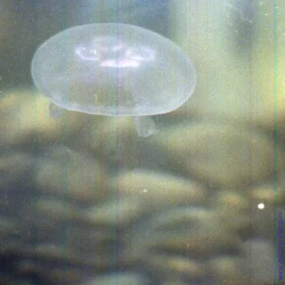 Медузы в карибском море - 64 фото