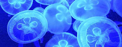 Медузы черного моря \"вместо виагры\" | Пикабу