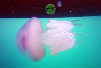 Черноморские медузы :: Вячеслав Касаткин – Социальная сеть ФотоКто