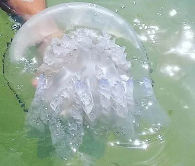 Тихие, но коварные: какие медузы обитают в Черном море | Город | Time Out