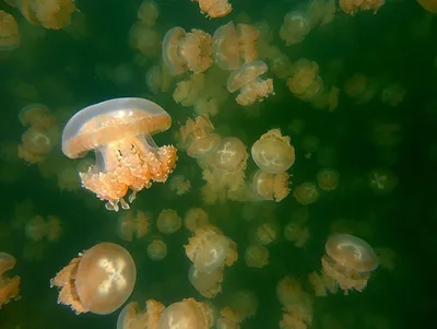Ученые нашли новый способ заготовки медуз для безопасного употребления в  пищу