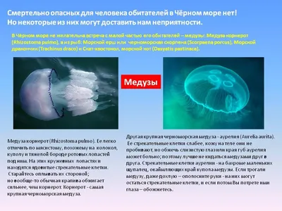 Медузы Чёрного моря | Trofimoff.su | Дзен