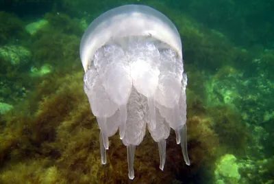 Виды медуз, обитающие в Черном море