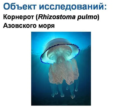 Вся правда про медуз в Межводном! | ВКонтакте
