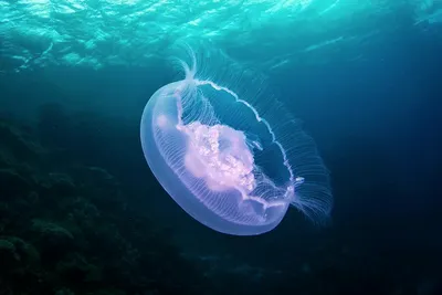Донские учёные будут солить медуз для еды | ОБЩЕСТВО | АиФ Ростов-на-Дону