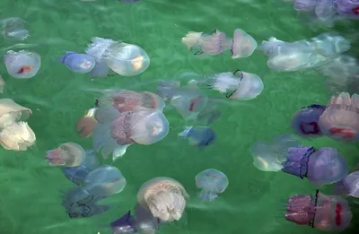 Азовское море стало соленым, и его заполонили медузы | ИА Красная Весна