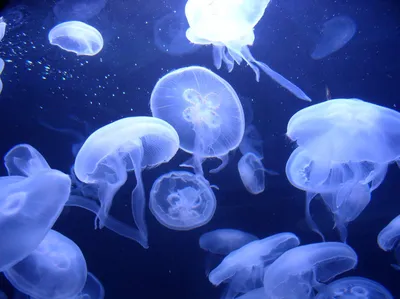 Параллельная реальность: россиян накормят медузами — Новости Хабаровска