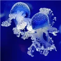 В Азовском и Черном морях будут вылавливать медуз, они вредят хамсе -  газета «Кафа» новости Феодосии и Крыма