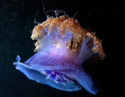 Ученый и житель Приморска предлагает запустить производство по переработке  медуз | Новини