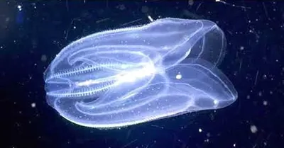 Медузы-корнероты в Сочи: крупные, но неопасные | 360°