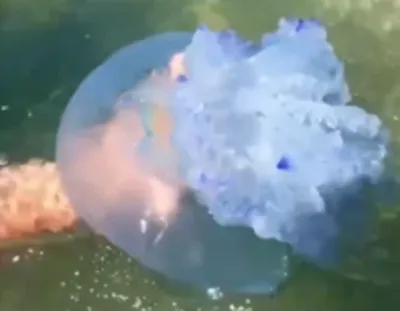 Невероятные снимки: черноморские медузы инопланетной красоты | Живая Кубань