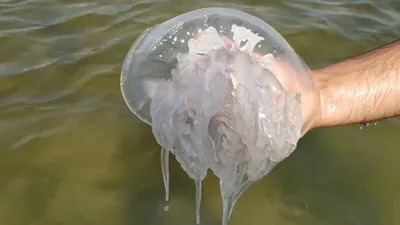Акулы, ядовитый ерш, обжигающие медузы: самые опасные обитатели Чёрного моря
