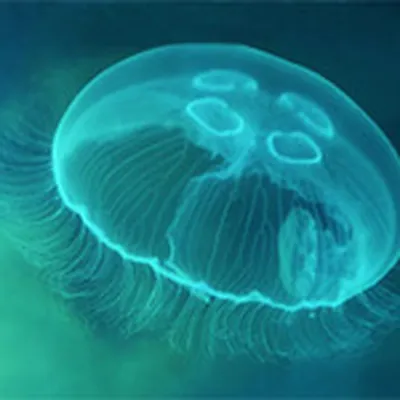 Укус медузы: как помочь пострадавшему | В Дорогу