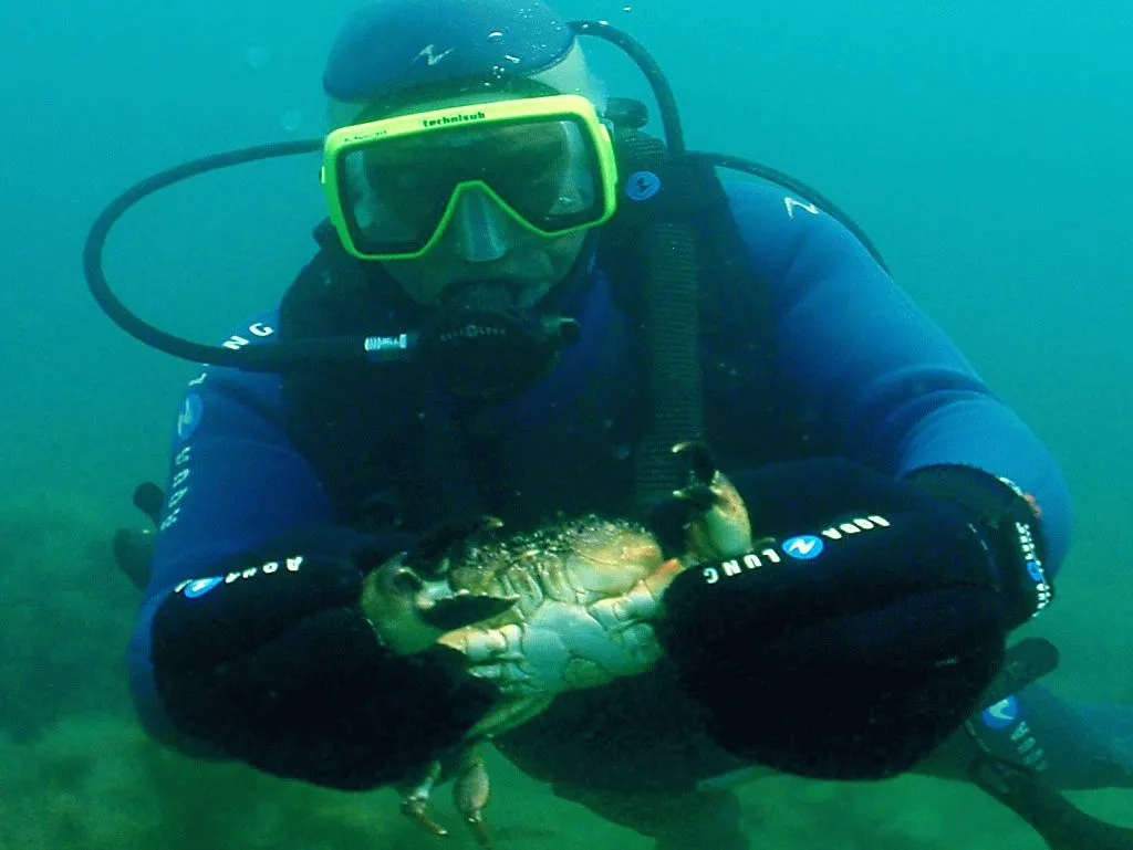 Большой краб черного моря. Каменный краб черного моря. Черноморский краб Краснюк. Самые большие Крабы черного моря. Самый большой Черноморский краб.