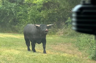 Registered Black Angus of LEE County ------ our Breeding Bull