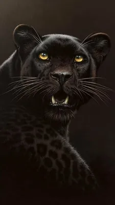 Черный гепард фото