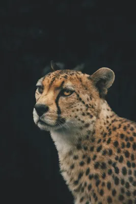 Black cheetah with yellow spots on Craiyon