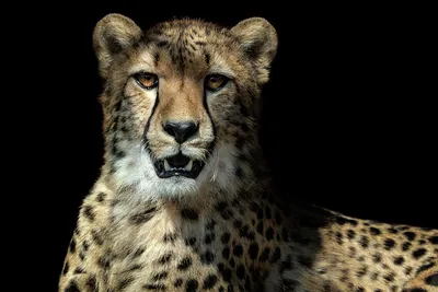 close up of a cheetah on a black background. generative ai. 23045918 Stock  Photo at Vecteezy