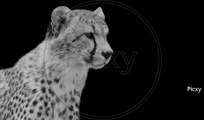 Cheetah, facts and photos