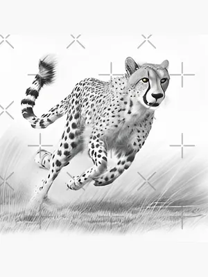 Black line hand drawn walking cheetah Royalty Free Vector