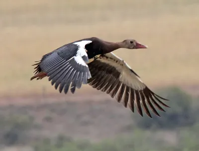 Домашний гусь Duck Bird, Черный гусь, Черные волосы, животные, черный белый  png | PNGWing