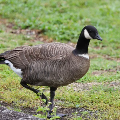 Hawaiʻi Birding Trails | cackling goose