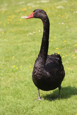 Free Images : nature, wildlife, swim, beak, fowl, fauna, duck, goose,  vertebrate, waterfowl, waters, water bird, black swan, ducks geese and  swans 3456x5184 - - 713959 - Free stock photos - PxHere