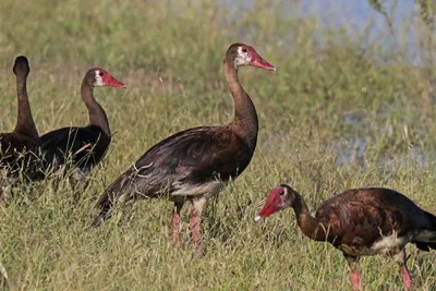 Black goose stock image. Image of goose, clean, geese - 12513983