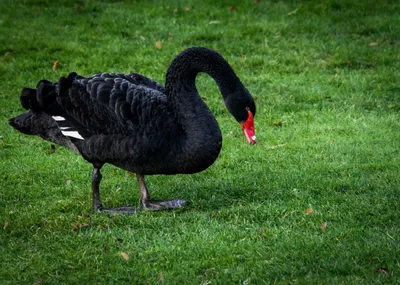 Free Images : animals, black swan, vertebrate, beak, ducks, geese and  swans, water bird, waterfowl, duck, botany, grass family, wildlife,  organism, plant, meadow, goose, feather, pasture 4928x3511 - Dorothe -  1586463 - Free stock photos - PxHere