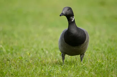 Magpie goose - Wikipedia