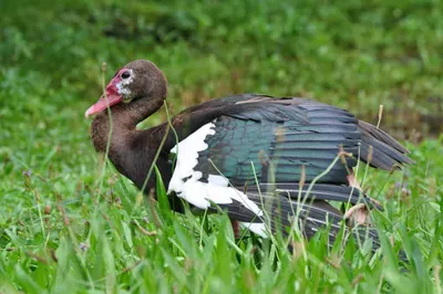 SX Life Size Canada Goose Decoys Combo Pack (ALL Black Flocked) - SX Decoys