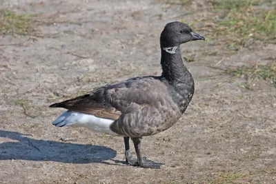 Brent Goose Facts | Branta Bernicla