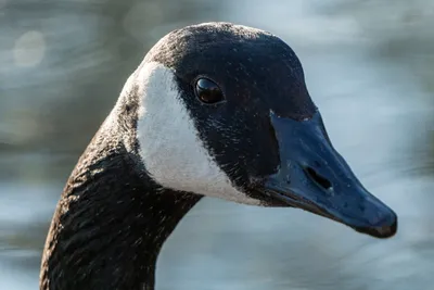 Long neck goose hi-res stock photography and images - Alamy