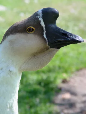 Black swans in throuples? It's more likely than you think | Popular Science