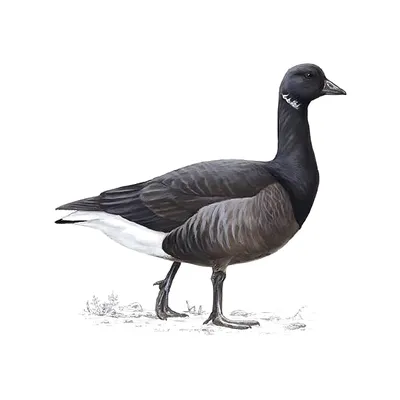 Black goose free image - № 45900