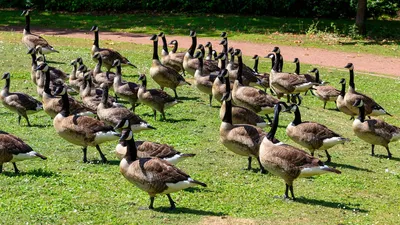 Long neck goose hi-res stock photography and images - Alamy