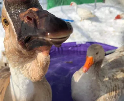 Blind, bisexual goose dies | Stuff