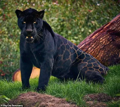 Черный ягуар животное фото