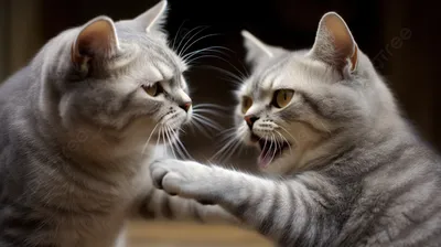 два кота дерутся на кулаках, кот смешные картинки с надписями фон картинки  и Фото для бесплатной загрузки