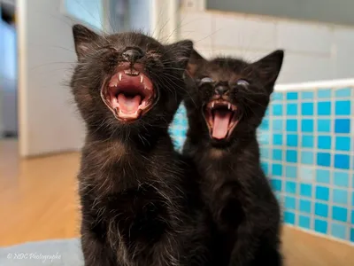 Черный кот картинки смешные - 80 фото