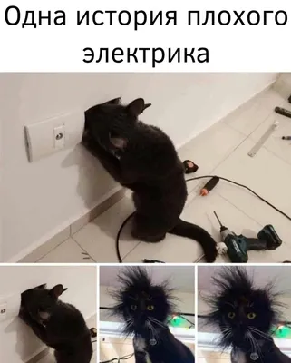 Интерьерная наклейка Черный кот AY7157 50х70см оптом в Украине. Купить  наклейку на унитаз в интернет магазине