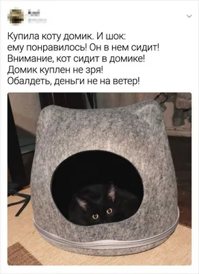 Самые смешные фото котов, которые наделали шума в интернете