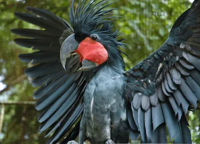 Черный попугай фото