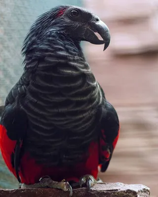 Тюльпан Черный Попугай (Black Parrot)