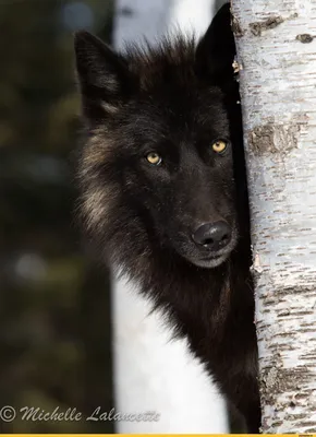 Канадский (черный) волк – Canis lupus pambasileus. Экспозиция Вольер хищных  млекопитающих. Сахалинский зооботанический парк.