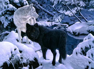 Волк канадский (Canis lupus pambasileus) — Зоопарк «Лимпопо» г. Нижний  Новгород – Нижегородский зоопарк