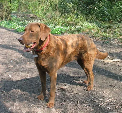 Our baby girl, Kimber! She's a Chesapeake Bay Retriever. Everyone that  meets her tels us she is the prettiest dog th… | Puppy time, Cute puppy  pictures, I love dogs